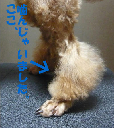 ぽよぽよ。