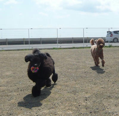 この日最後の出番だったおもちゃ・・・