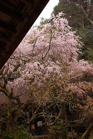 2008_0413yosino0238.jpg