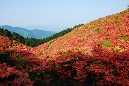 2008_0518katuragi0037.jpg