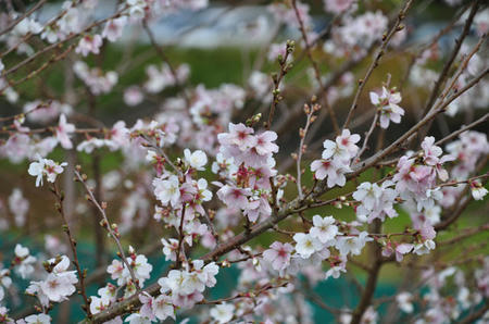 DSC_0062.jpg