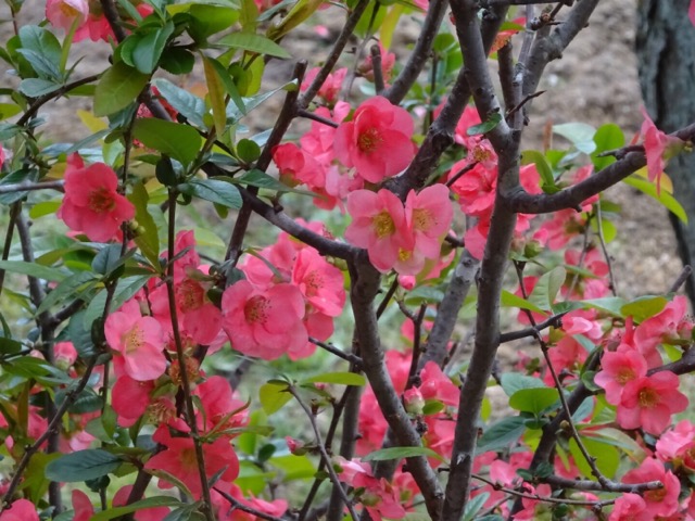 大和文華館の花