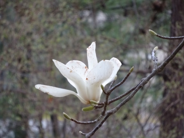 大和文華館の花