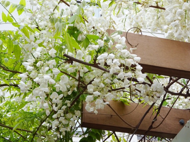 造幣局の通り抜け藤