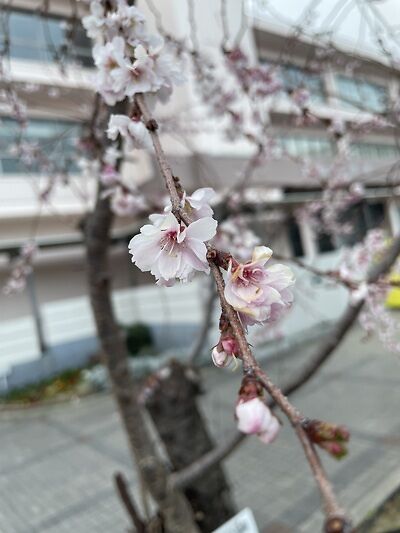 都島区の十月桜