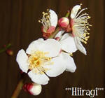 ume1.jpg