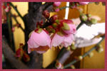 11-ume2.jpg
