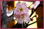 11-ume3.jpg