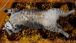 11-b8.jpg