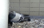 hato1.jpg
