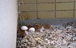 hato2.jpg