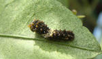 11-aomusi3.jpg