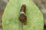 11-aomusi4.jpg