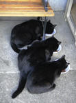 11-neko1.jpg