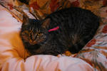 11-neko3.jpg