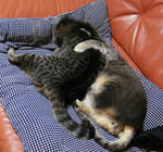 12-neko2.jpg