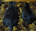 12-neko4.jpg