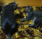 12-neko5.jpg