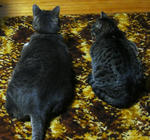 12-neko6.jpg