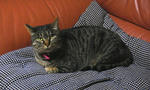 12-neko8.jpg
