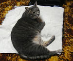 12-neko9.jpg