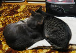 12-neko13.jpg