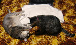 12-neko15.jpg
