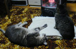 12-neko16.jpg