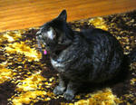 12-neko19.jpg