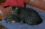 12-neko20.jpg
