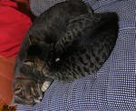 12-neko22.jpg