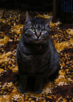12-neko25.jpg