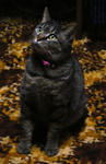 12-neko26.jpg