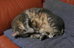 12-neko27.jpg