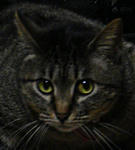 12-neko24.jpg
