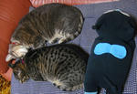 12-neko39.jpg