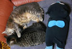 12-neko40.jpg