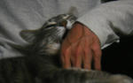 12-neko41.jpg