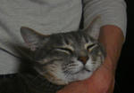 12-neko42.jpg