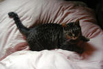 12-neko43.jpg