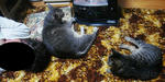 12-neko45.jpg