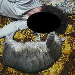 12-neko46.jpg