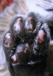 12-neko49.jpg