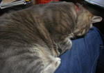 12-neko50.jpg