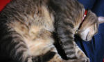 12-neko51.jpg
