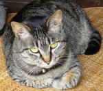 12-neko55.jpg