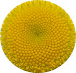 12-hana1.jpg