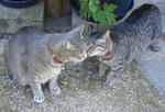 12-neko58.jpg