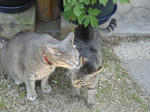 12-neko59.jpg