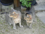 12-neko61.jpg